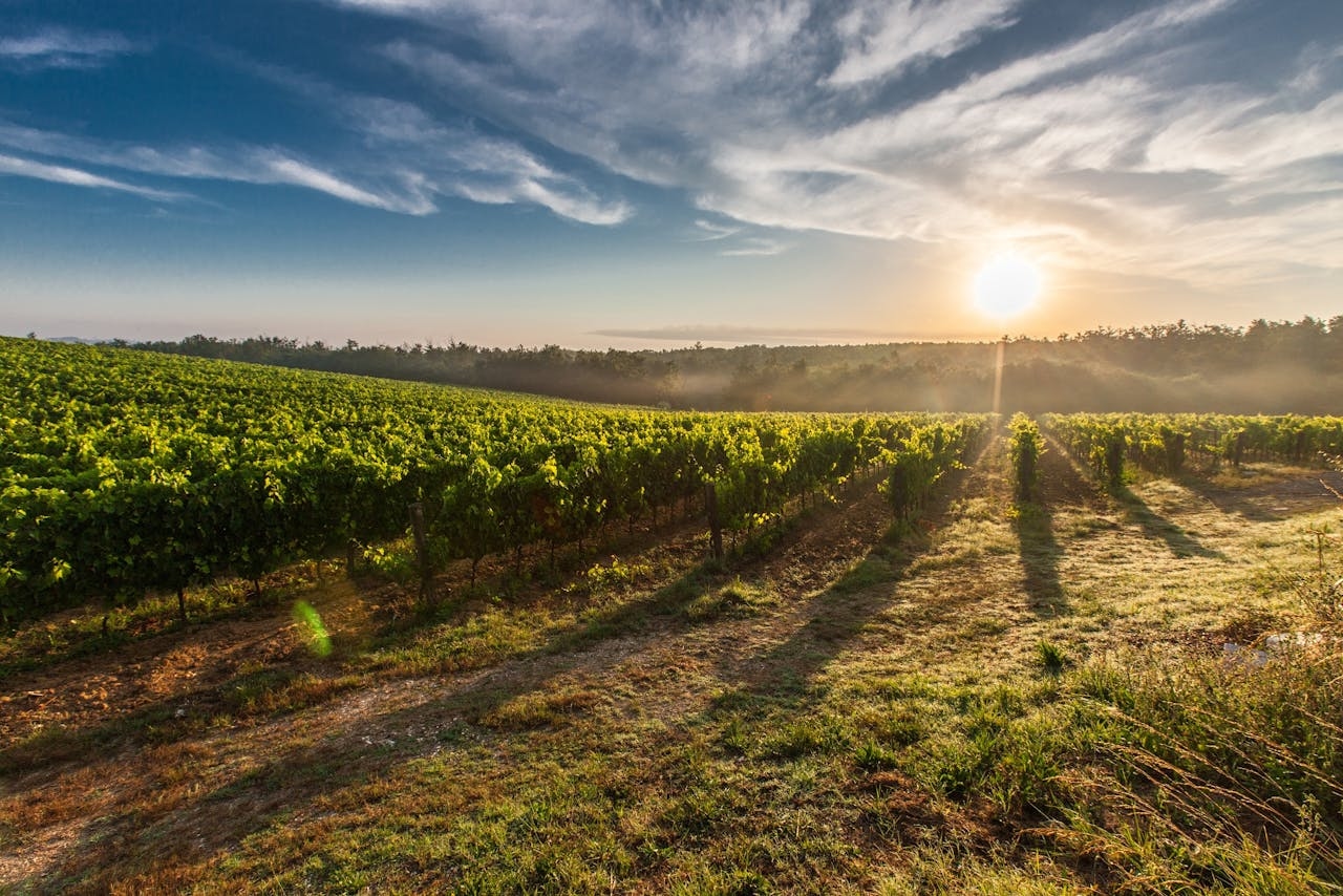 7 Places In India To Visit As A Wine Lover And What To Try There