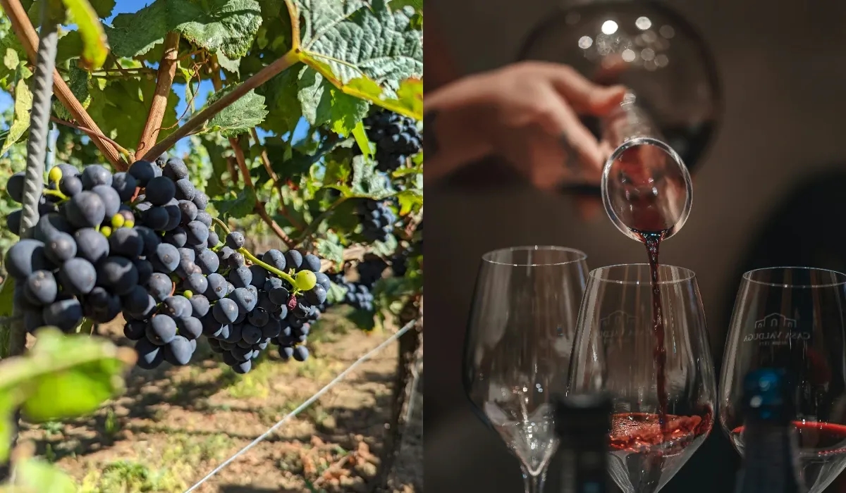 Pinot Noir Day 18 August 2025: History, Wines & Fun Ideas