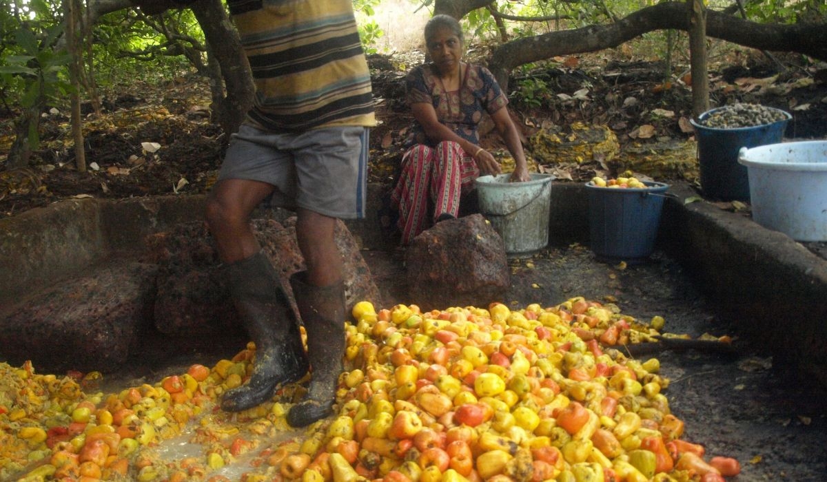 Why Goan Feni Has A GI Tag But Is Losing The Battle To Craft Gin