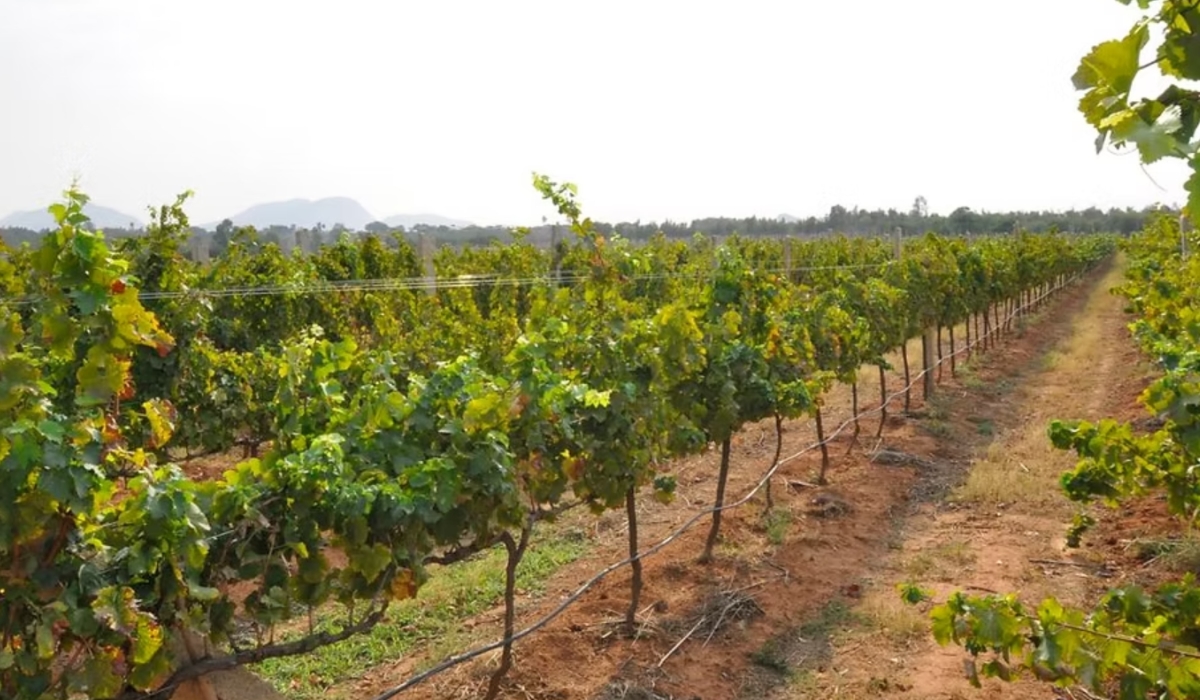 5 Best Vineyard & Distillery Tours in India for Alcohol Lovers