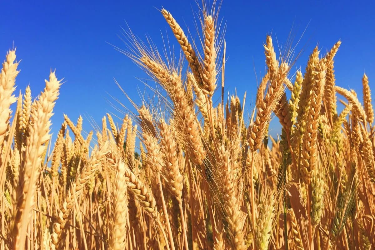 Beers That Are Not Made Of Barley: Exploring Unique Alternatives