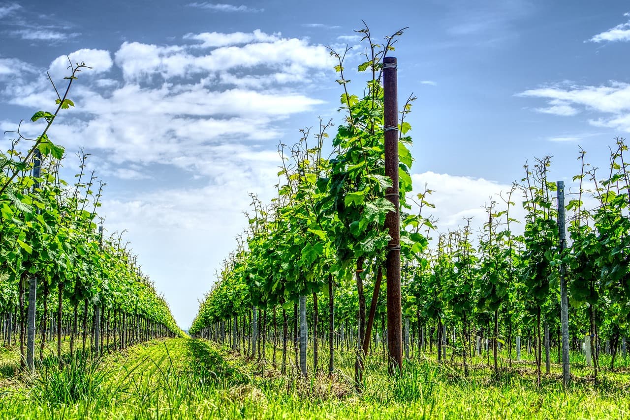 Must-Try Alcohol Tours In India