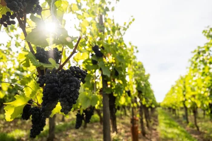 Pinot Noir Day 