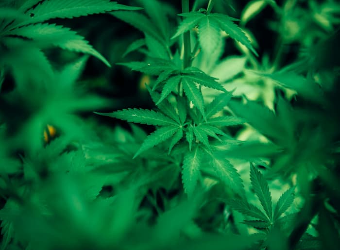Cannabis Sativa