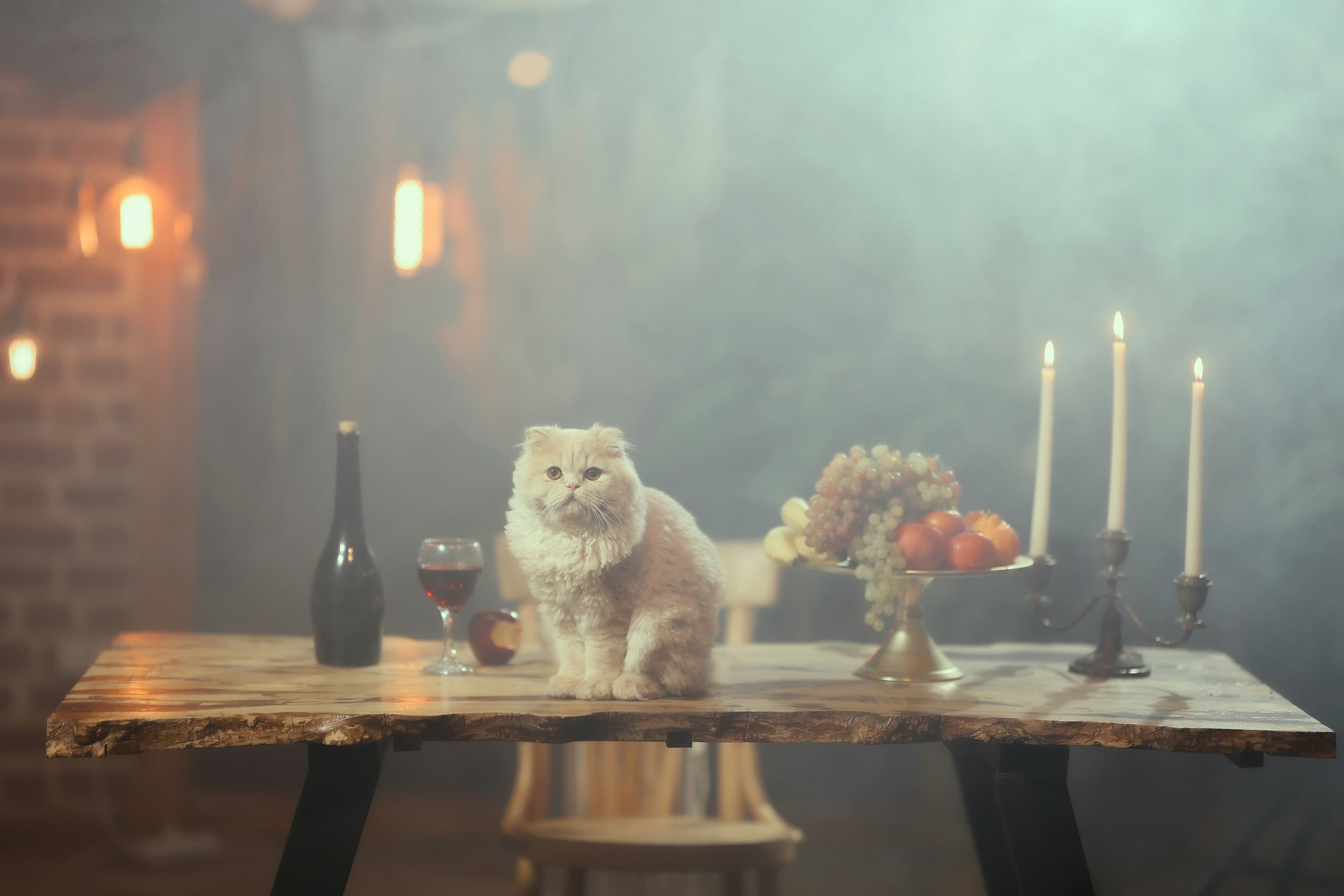 Is Dog And Cat Wine Really a Thing? The Truth Behind the Trend