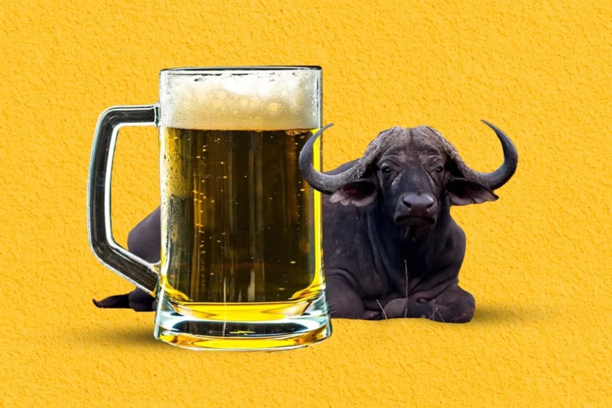 Attention! There’s A Beer-Loving Buffalo Stuck In Bihar!