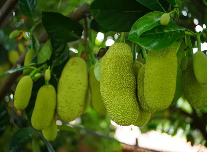 Bunch of jackfruits