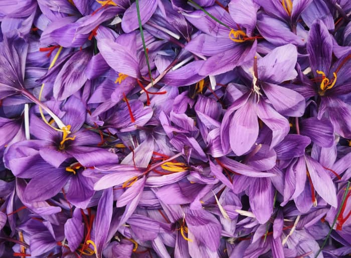 Kashmir saffron