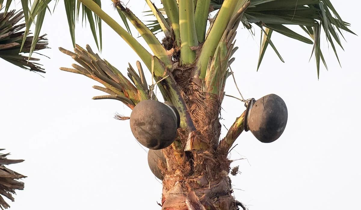 Kerala Increases Legal Alcohol Limit in Toddy to 8.98%