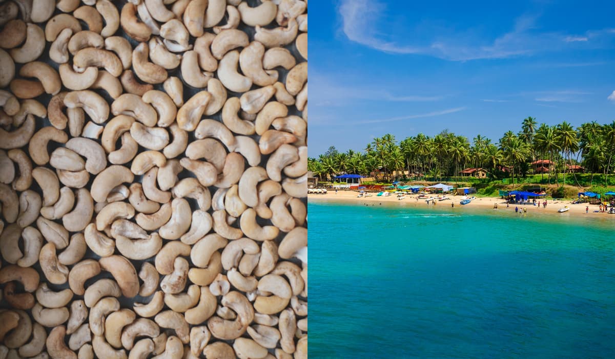 Urrak vs Feni: Goa’s Cashew Spirits Explained – Taste, Tradition, and Where to Sip