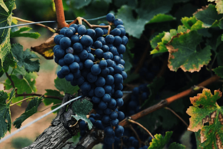 Vegan wine