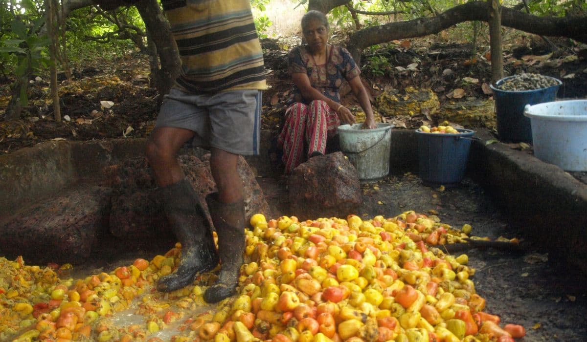 Why Goan Feni Has A GI Tag But Is Losing The Battle To Craft Gin