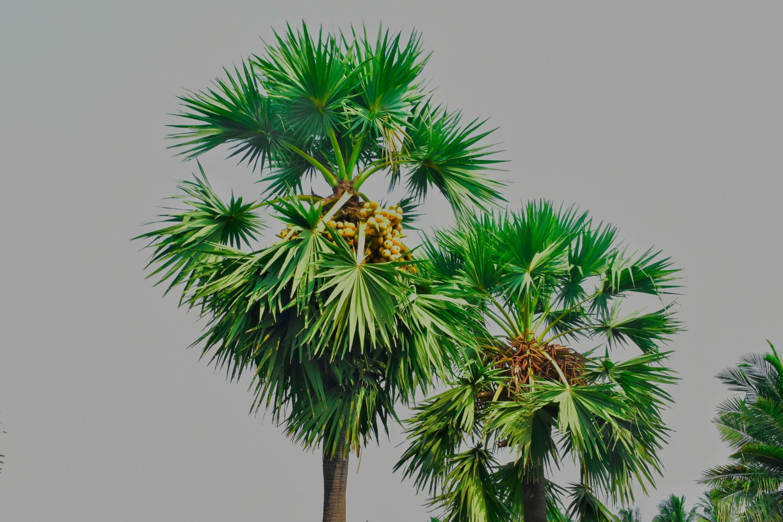 Palm Toddy – Why It's Worth Trying!