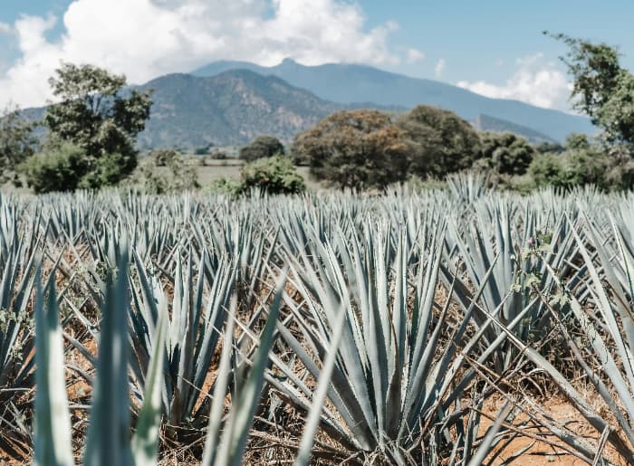 Tequila Guide For Beginners