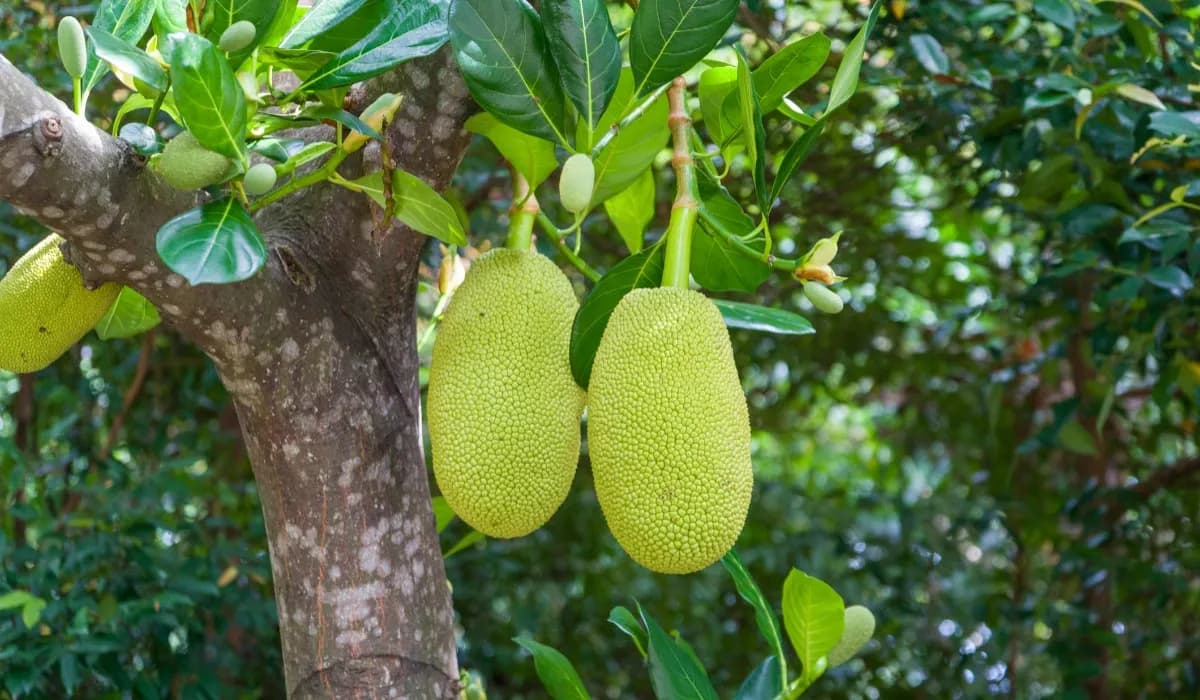 Can Jackfruit Make You Tipsy? Kerala Bus Drivers Fail Breathalyzer Tests On Jackfruit!