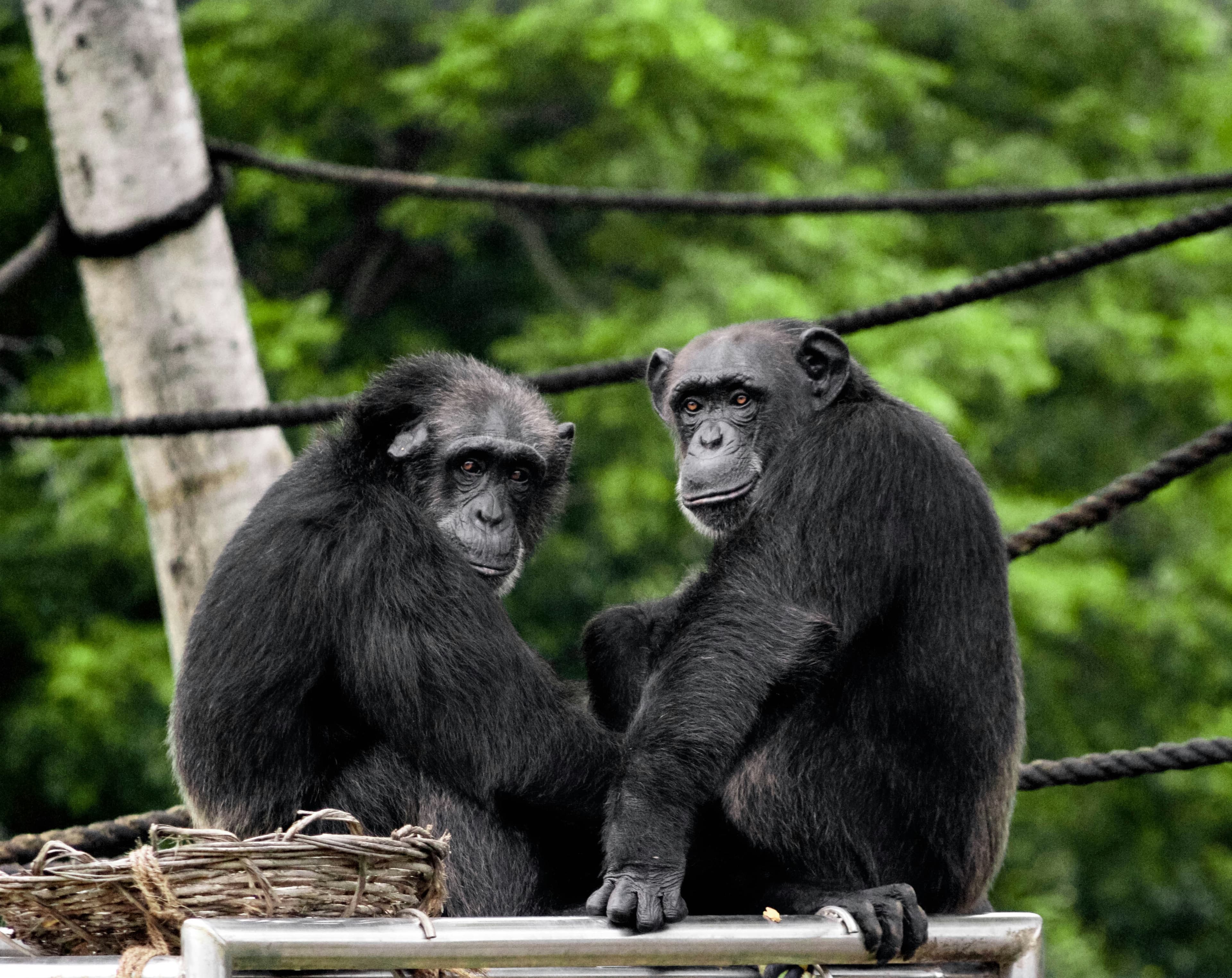 Boozy Bonds: Wild Chimpanzees Caught Sharing Alcoholic Fruit in the Wild