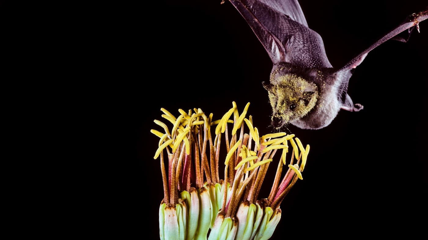 Like Tequila? Thank a bat!