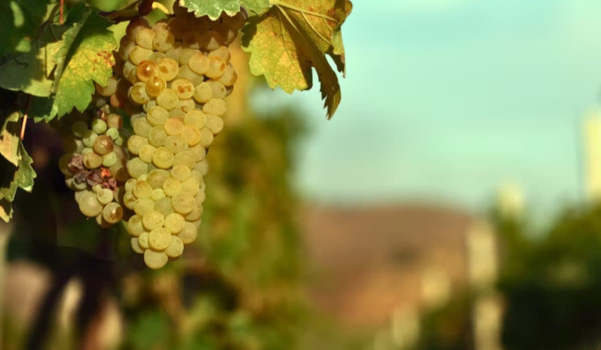 Grover Zampa Winery Tour Guide