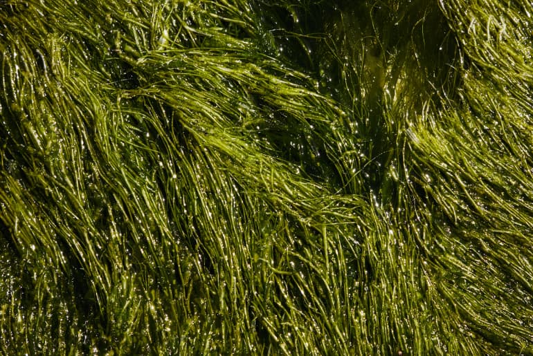 Weird Botanicals Used In Gin