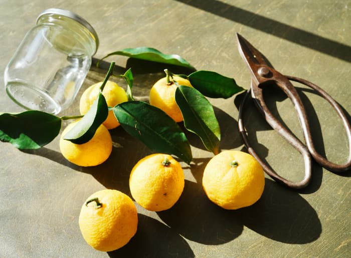 What Is Yuzu