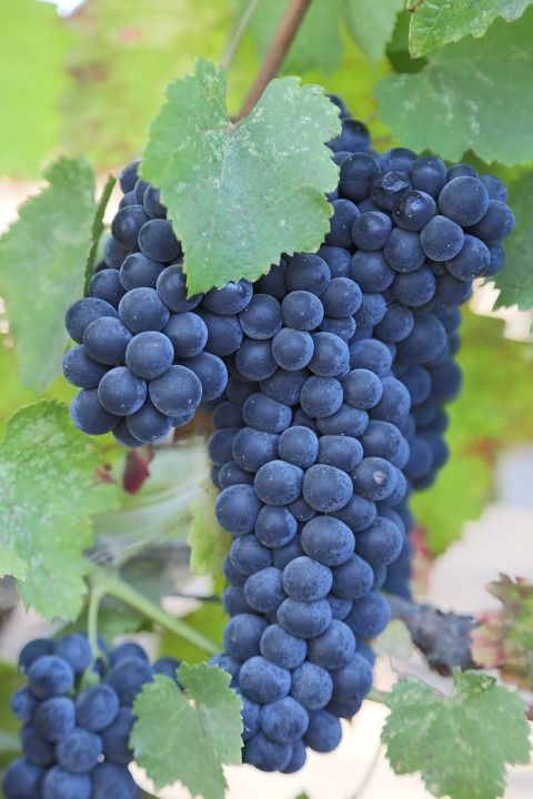 Cabernet-Sauvignon.jpg