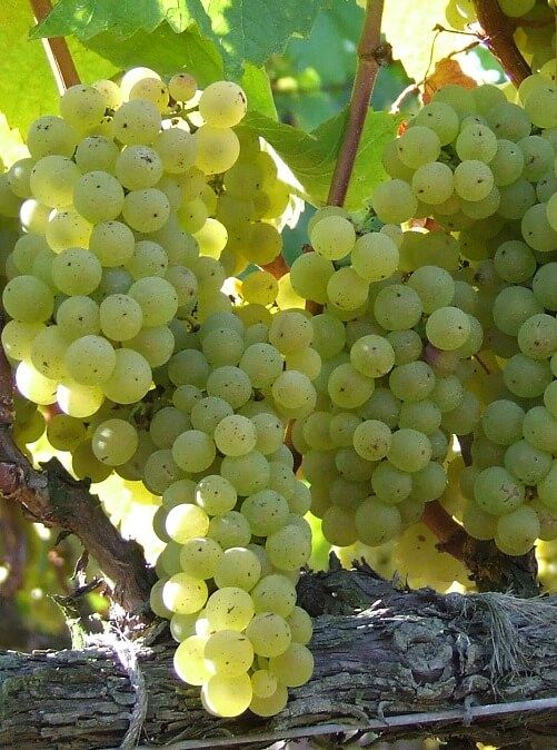 Chardonnay-Grapevines-Galore.jpg