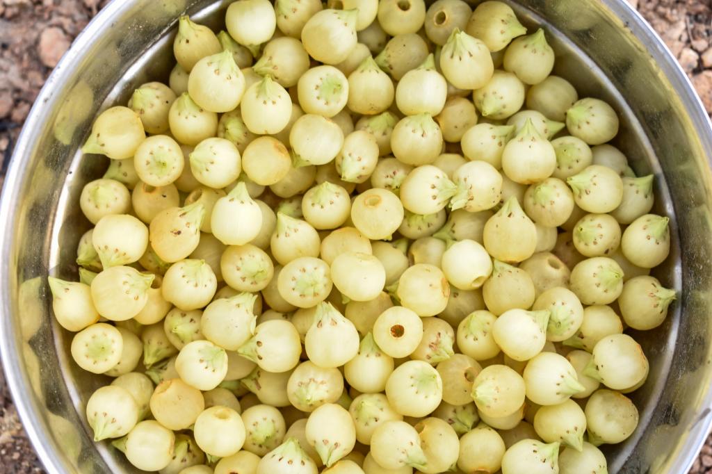 Mahua1-1.jpg