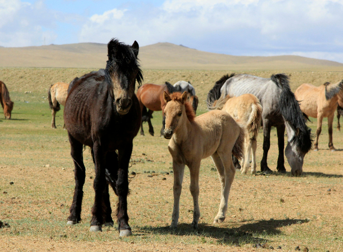 Mongolian-Mare-and-foal.jpg