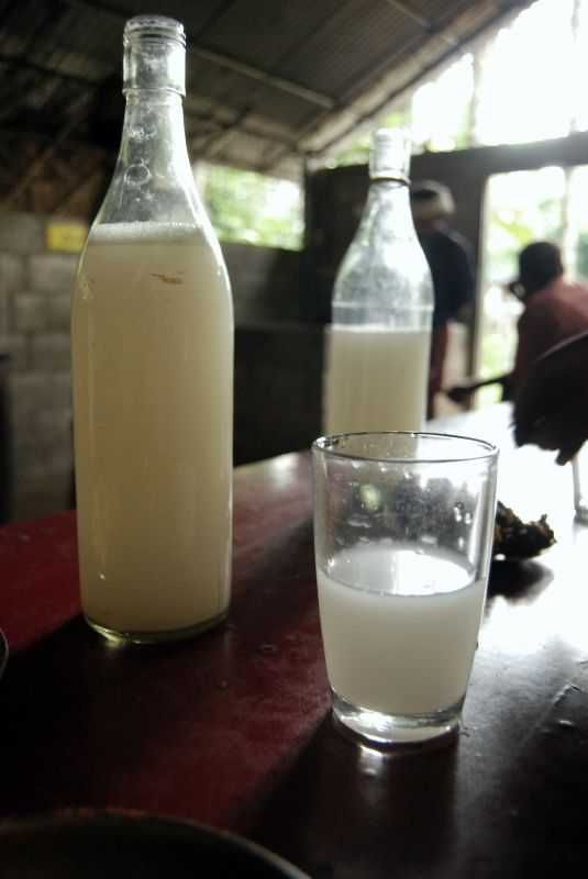 Palm-Toddy.jpg