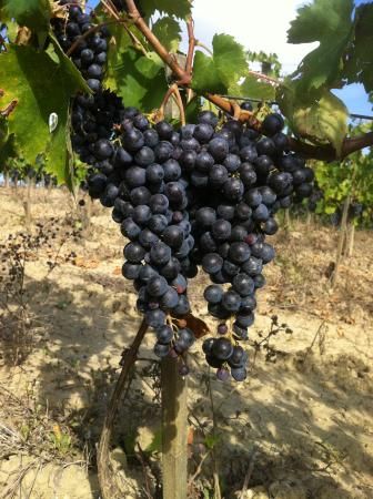 Sangiovese-Grapes.jpg
