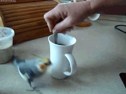 giphy-17.gif