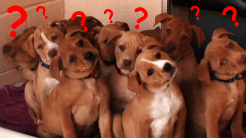 giphy-downsized-7-2.gif