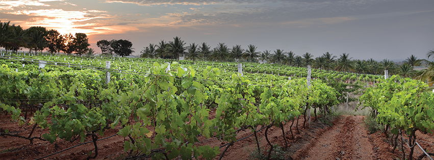 vineyards near mumbai