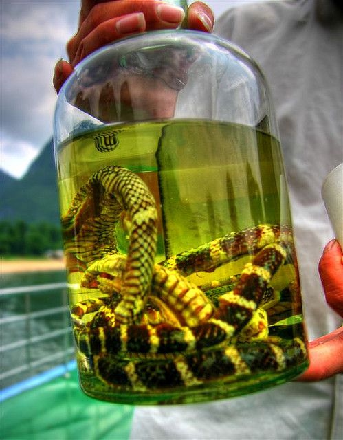 Snake Wine: All That You Need To Know