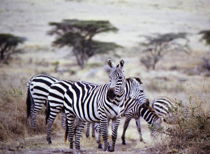 Zebras in the wild