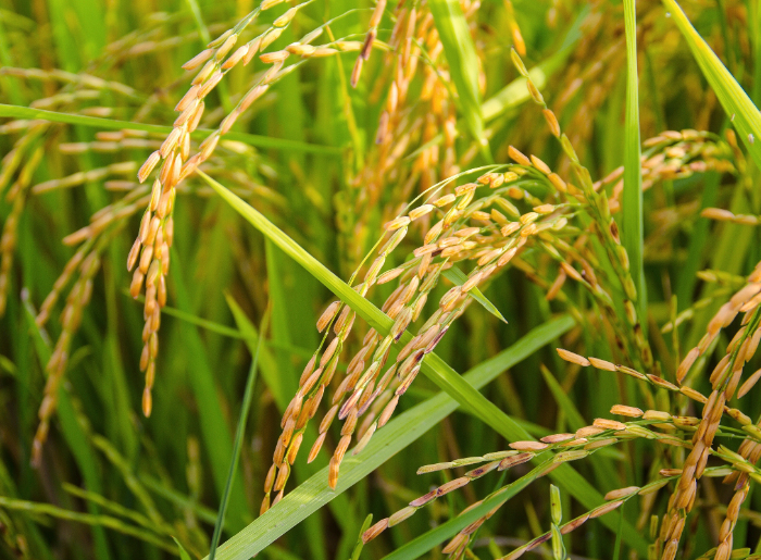 Rice fields
